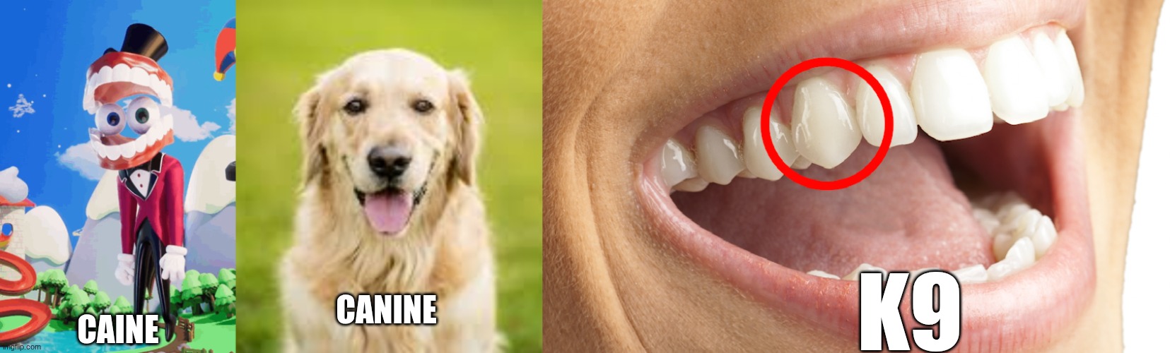Canine Caine K9 | made w/ Imgflip meme maker