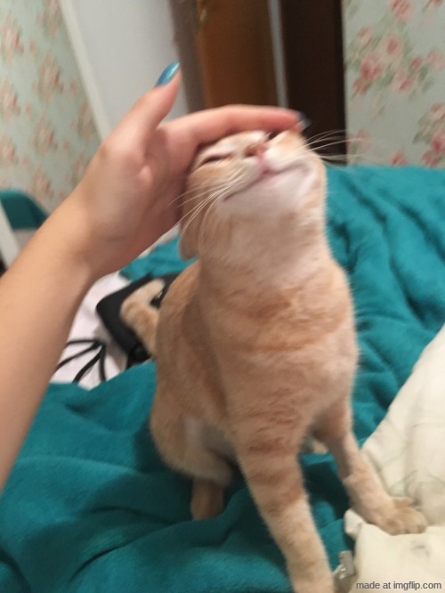 cat pat | image tagged in cat pat | made w/ Imgflip meme maker