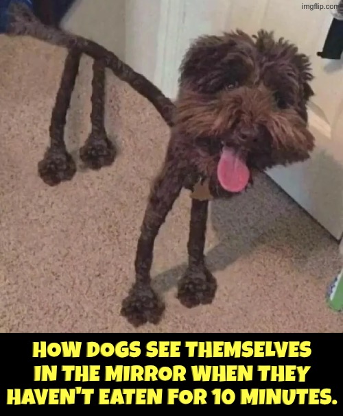 How Dogs See Themselves When... | How dogs see themselves in the mirror when they haven't eaten for 10 minutes. | image tagged in dogs,funny dogs,anorexia,eating,dramatic,hungry dog | made w/ Imgflip meme maker