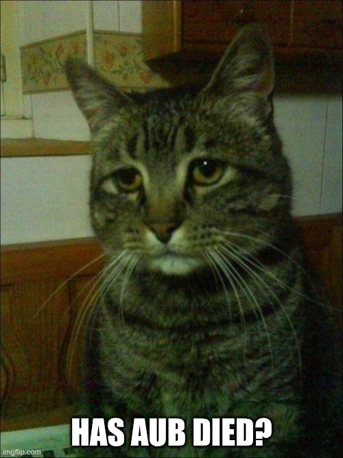 ??? | has aub died? | image tagged in memes,depressed cat | made w/ Imgflip meme maker