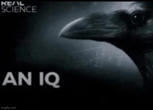 An IQ | image tagged in an iq | made w/ Imgflip meme maker