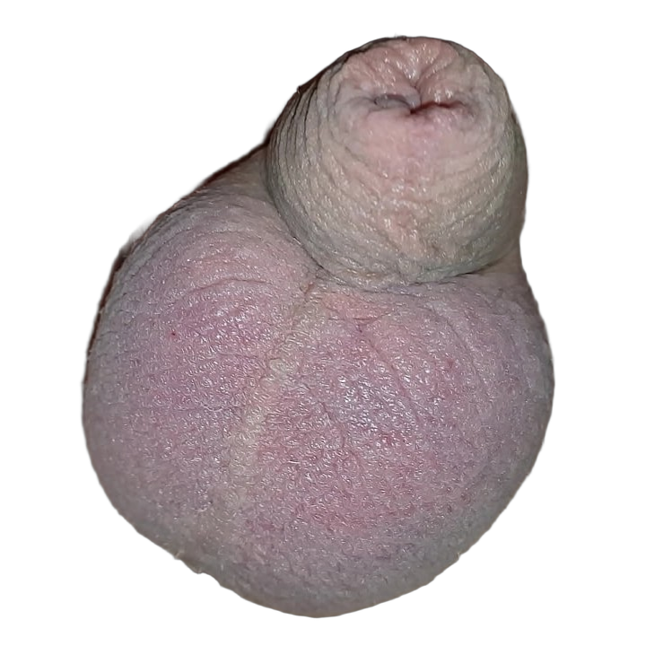 cock Blank Meme Template
