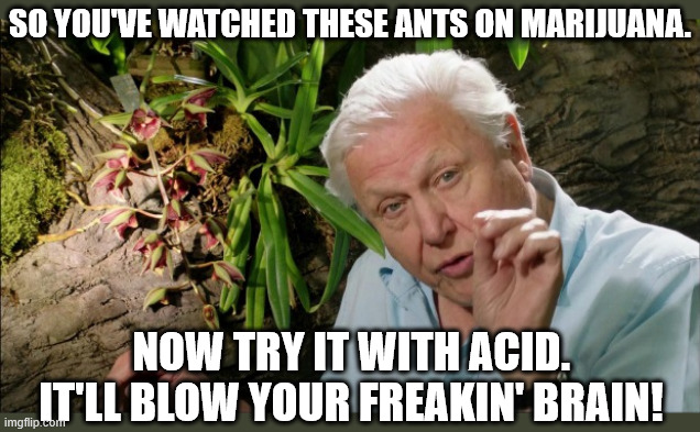 David Attenborough | So you've watched these ants on marijuana. Now try it with acid.
It'll blow your freakin' brain! | image tagged in david attenborough | made w/ Imgflip meme maker