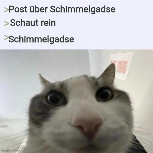Cat looks inside | Post über Schimmelgadse; Schaut rein; Schimmelgadse | image tagged in cat looks inside | made w/ Imgflip meme maker