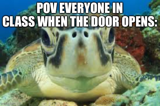 School | POV everyone in class when the door opens: | image tagged in turtle,school,never gonna give you up,never gonna let you down,never gonna run around,and desert you | made w/ Imgflip meme maker