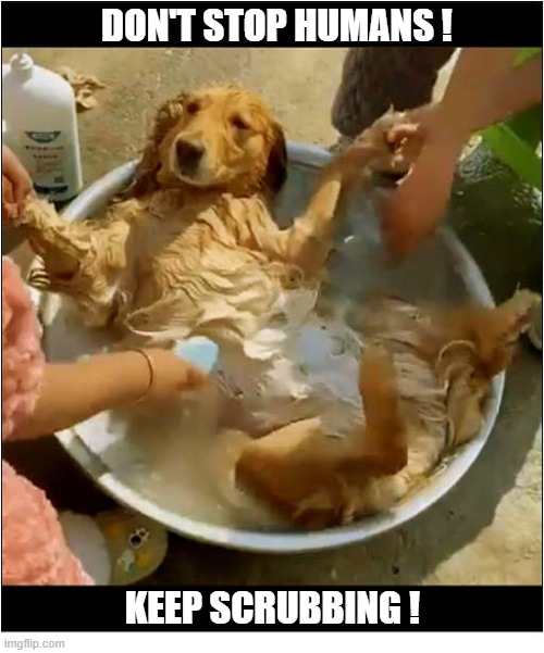She Loves The Soapy Suds ! | Don't Stop Humans ! Keep Scrubbing ! | image tagged in dogs,bath time,scrubs | made w/ Imgflip meme maker