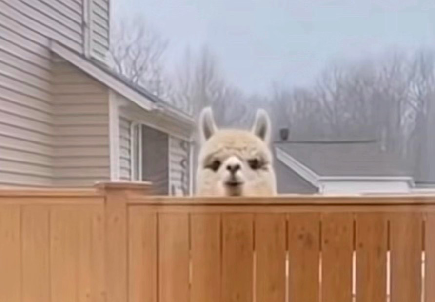 Support Is Here Blank Meme Template