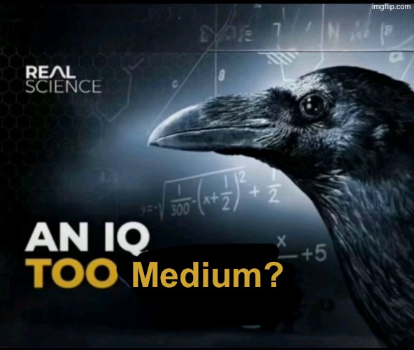 an iq too high? | Medium? | image tagged in an iq too high | made w/ Imgflip meme maker
