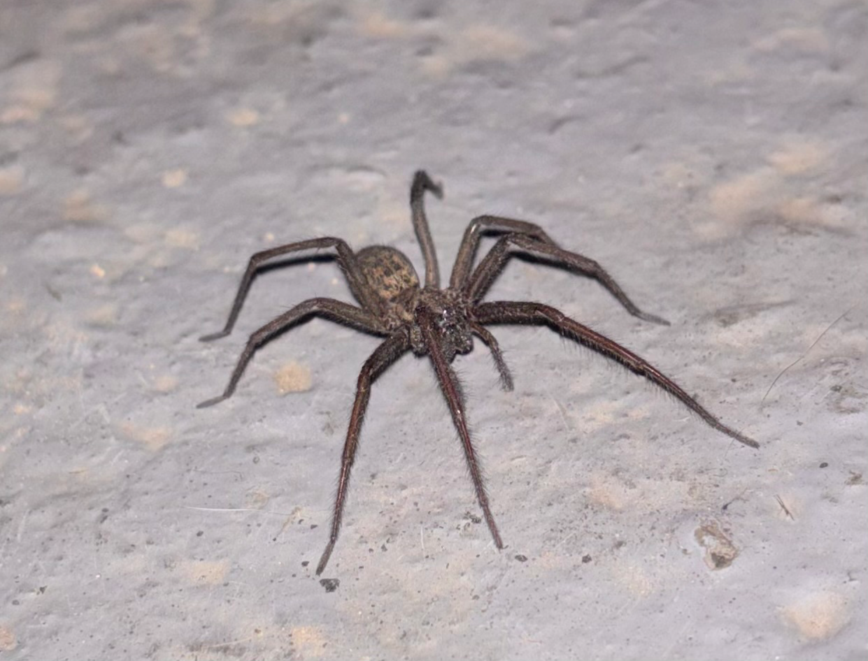 Spider Blank Meme Template