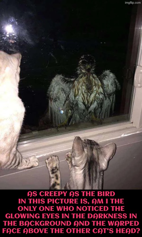 Am I The Only One? | As creepy as the bird in this picture is, am I the only one who noticed the glowing eyes in the darkness in the background and the warped face above the other cat's head? | image tagged in cursed images,creepy,eyes,cats,birds,am i the only one around here | made w/ Imgflip meme maker