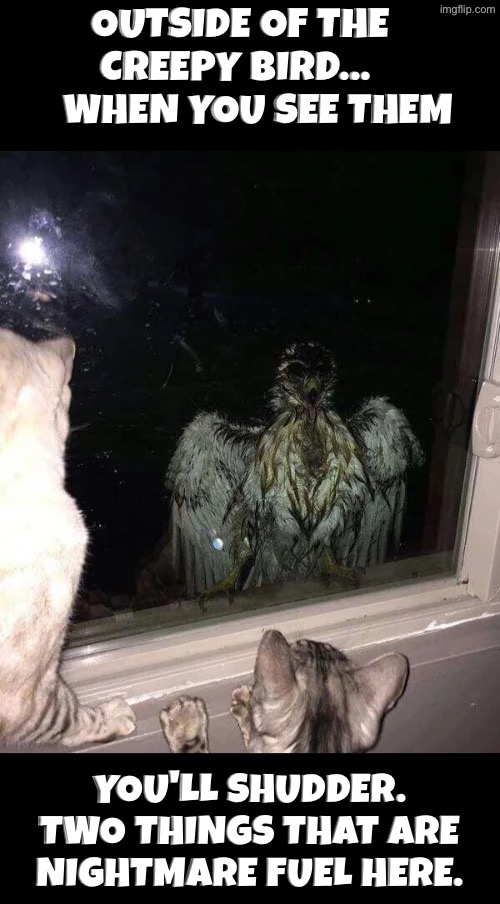 When You See Them | Outside of the creepy bird... 
    When you see them; You'll shudder. Two things that are nightmare fuel here. | image tagged in cursed images,when you see it,oh shit,creepy face,eyes,unsee juice | made w/ Imgflip meme maker