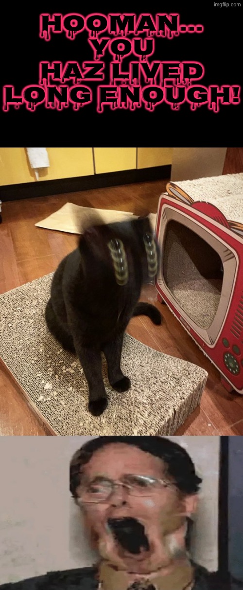 Haz Lived Long Enough | Hooman... You haz lived long enough! | image tagged in cats,black cat,possessed,you know the rules it's time to die,you've lived long enough,kill you cat | made w/ Imgflip meme maker