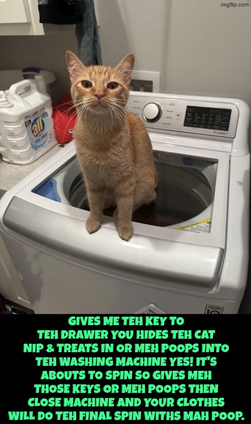 Spins Withs Mah Poop | Gives me teh key to teh drawer you hides teh cat nip & treats in or meh poops into teh washing machine yes! It's abouts to spin so gives meh those keys or meh poops then close machine and your clothes will do teh final spin withs mah poop. | image tagged in cats,funny cats,poop,washing machine,threats,blackmail | made w/ Imgflip meme maker