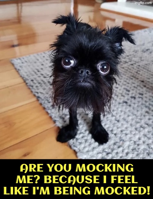 Are You Mocking Me | Are you mocking me? Because I feel like I'm being mocked! | image tagged in dogs,mocking,funny dogs,cursed images,cute dog,blursed | made w/ Imgflip meme maker