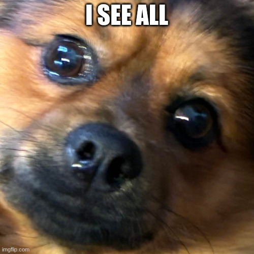 i see all | I see all | image tagged in i see all | made w/ Imgflip meme maker