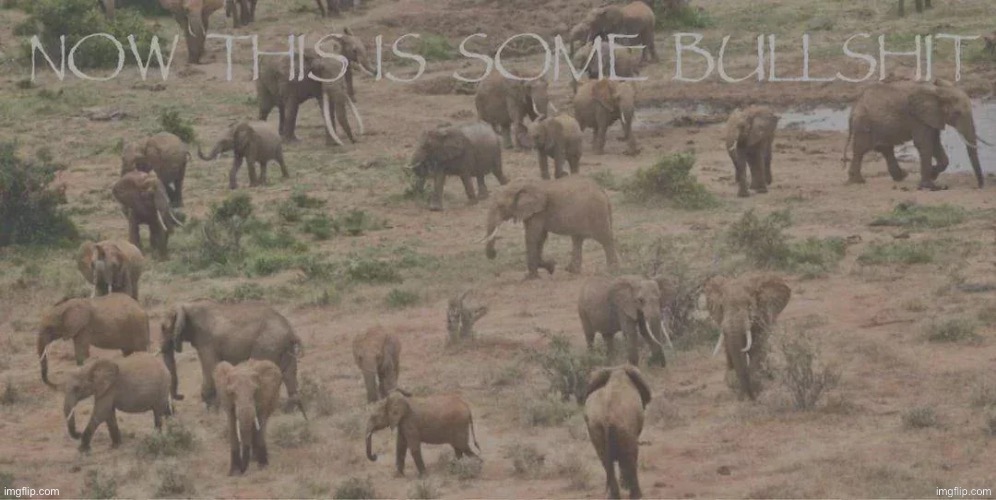 now this is some bullshit | image tagged in now this is some bullshit | made w/ Imgflip meme maker