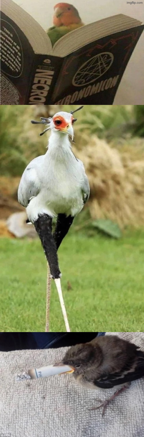 Cursed Birds | image tagged in cursed images,birds,time to die,unsee juice,what a terrible day to have eyes,drink bleach | made w/ Imgflip meme maker