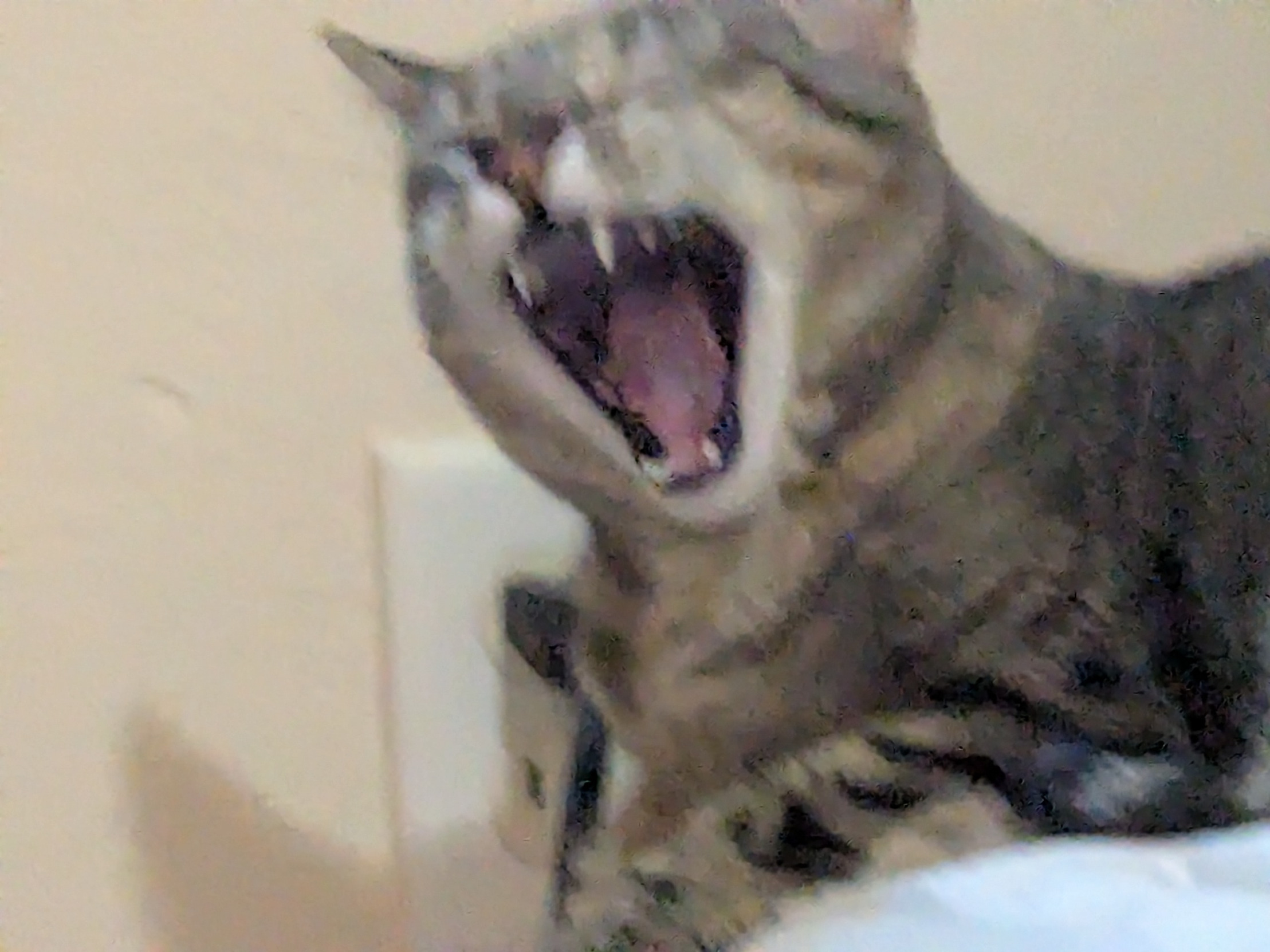 High Quality Hype Cat Blank Meme Template