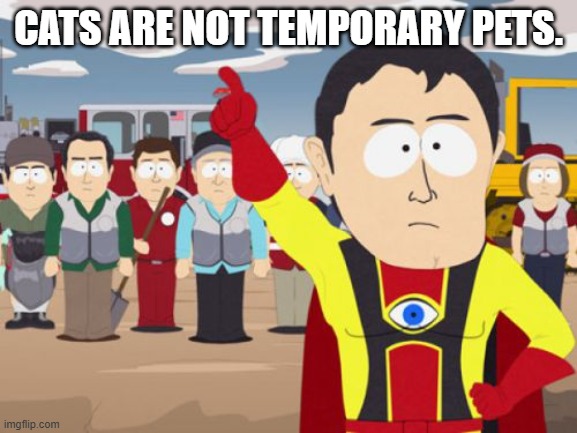 Captain Hindsight Meme | Cats are not temporary pets. | image tagged in memes,captain hindsight | made w/ Imgflip meme maker