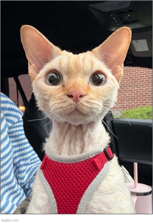 What Is This Cat Thinking ? | image tagged in cats,stare | made w/ Imgflip meme maker