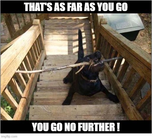 A Confused Dog ! | That's As Far As You Go; You Go No Further ! | image tagged in dogs,stick,stairs,stuck | made w/ Imgflip meme maker