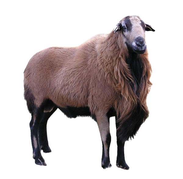 Barbados Blank Meme Template