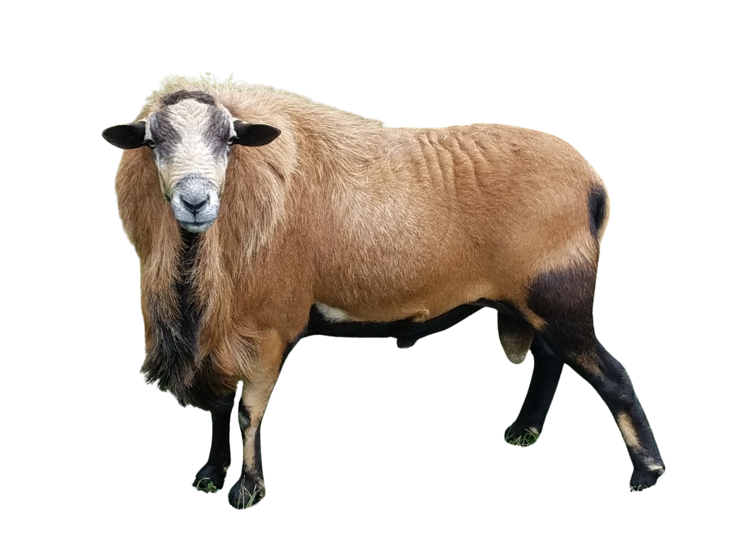 barbados Blank Meme Template