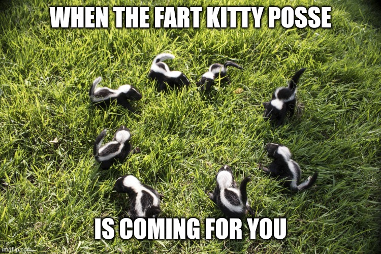 skunk meeting | When the fart kitty posse Is coming for you | image tagged in skunk meeting | made w/ Imgflip meme maker