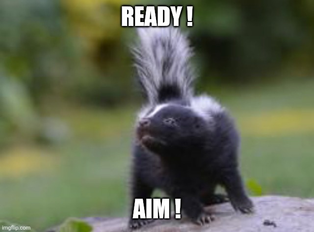 Skunk  | Ready ! Aim ! | image tagged in skunk | made w/ Imgflip meme maker
