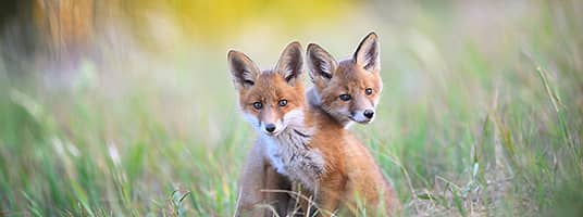 Foxed Pair Blank Meme Template