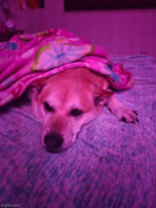 my dog | image tagged in marshall | made w/ Imgflip meme maker