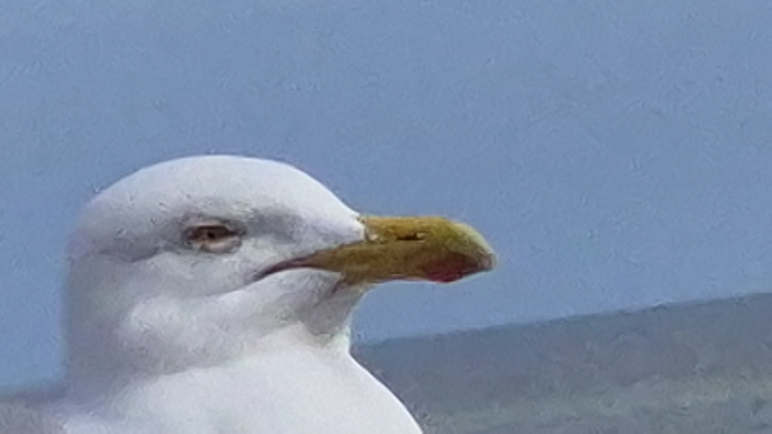 Questionable Seagull Blank Meme Template