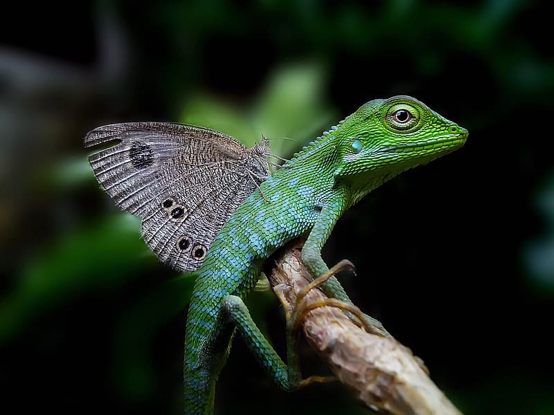 Animals Blank Meme Template