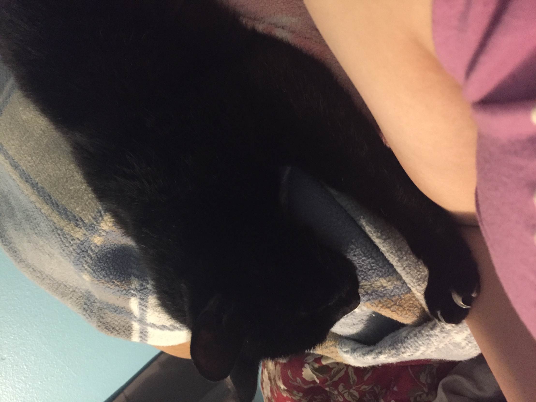High Quality NyxTheWitch’s cat Blank Meme Template