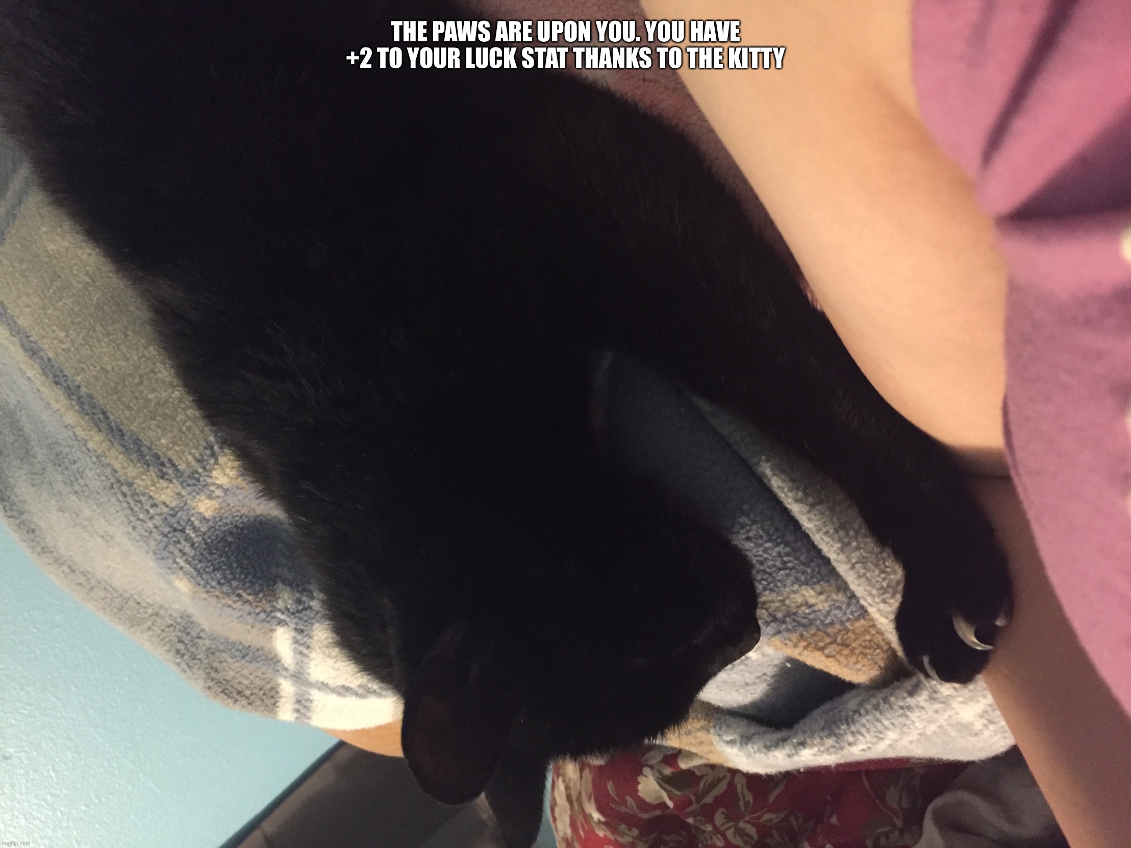 Kittyyyy | The paws are upon you. You have +2 to your luck stat thanks to the kitty | image tagged in nyxthewitch s cat | made w/ Imgflip meme maker