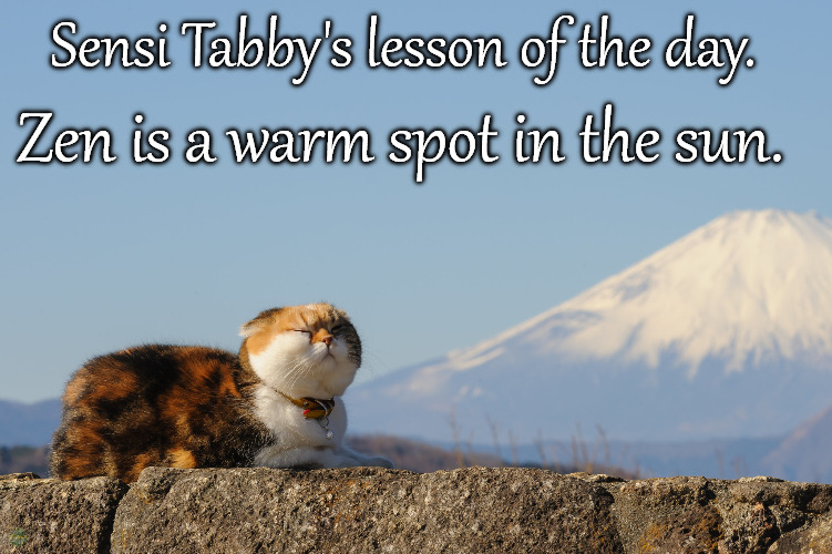 Find your place | Sensi Tabby's lesson of the day. Zen is a warm spot in the sun. | image tagged in funny,lol,cute cat,animals,fun,sweet | made w/ Imgflip meme maker