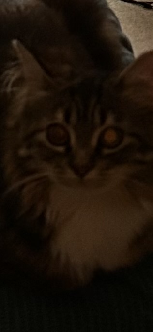 Bean Blank Meme Template