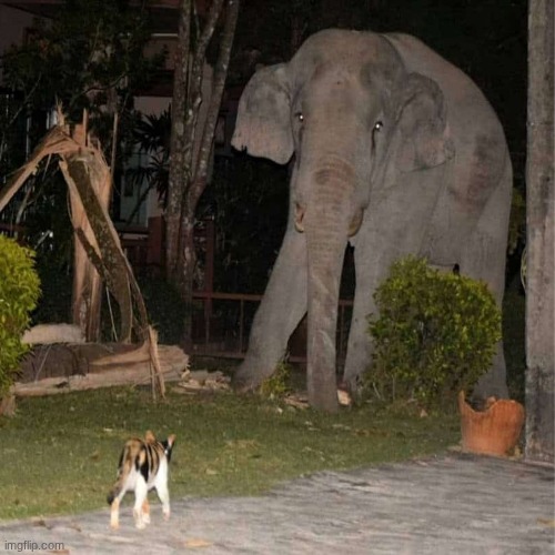 Cat vs Elepphant | made w/ Imgflip meme maker
