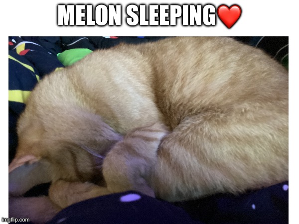 Melon sleeping❤️ | made w/ Imgflip meme maker