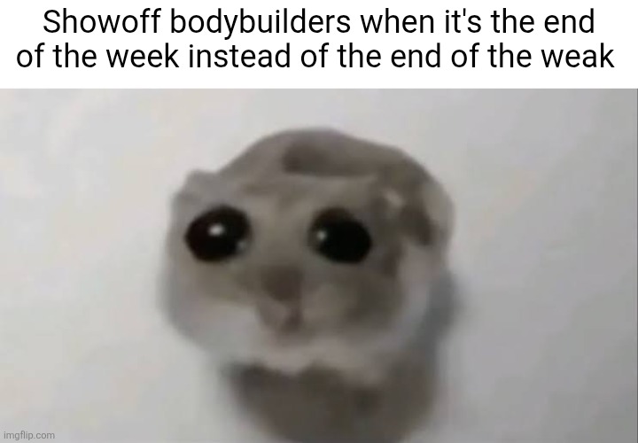 Sad Hamster | Showoff bodybuilders when it's the end of the week instead of the end of the weak | image tagged in sad hamster | made w/ Imgflip meme maker