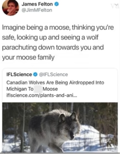 image tagged in moose,wolf,eating,comments,ecosystem,memes | made w/ Imgflip meme maker