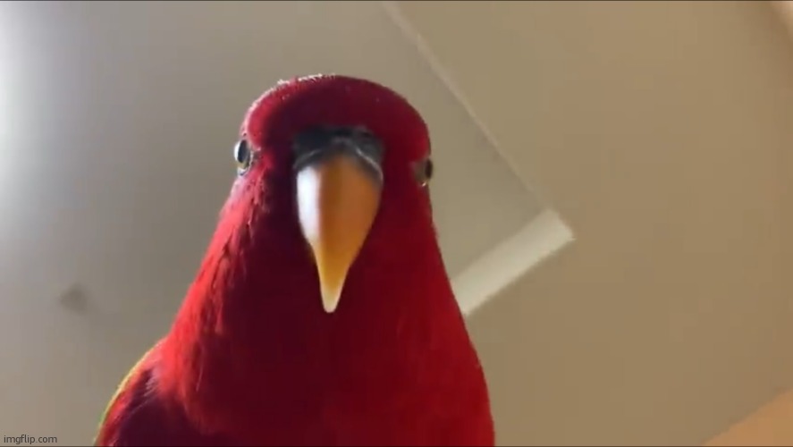 who remembers the red bird meme | image tagged in sus bird | made w/ Imgflip meme maker
