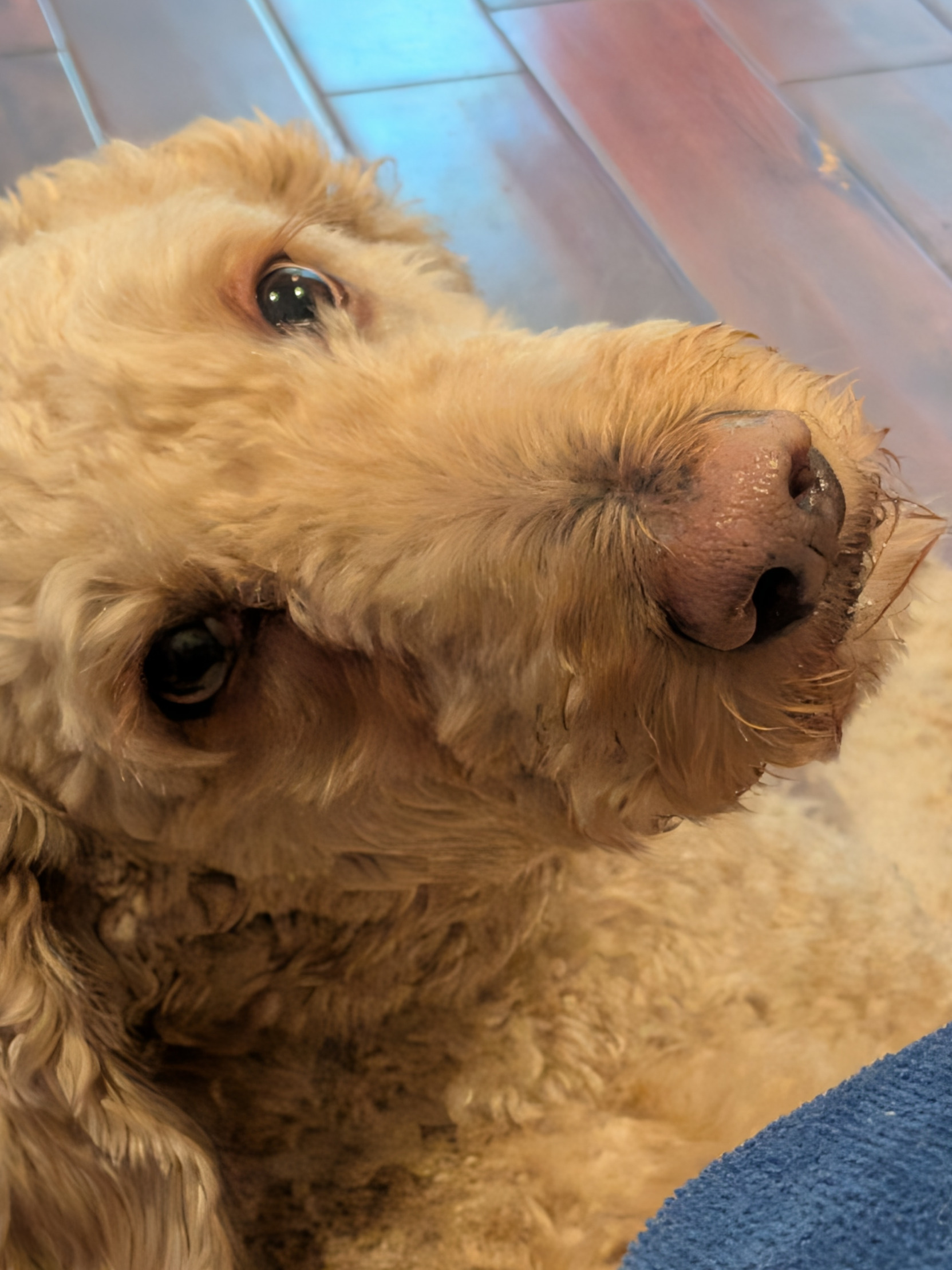 Dog Blank Meme Template