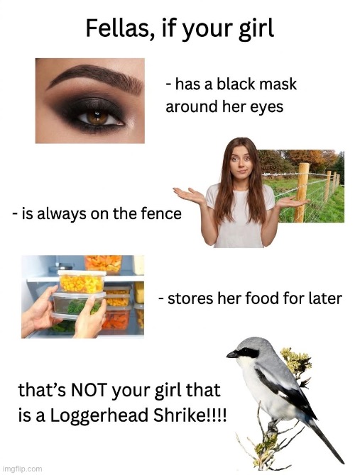 She’s a Keeper though | image tagged in birds,bird,girlfriend,dude if your girl | made w/ Imgflip meme maker