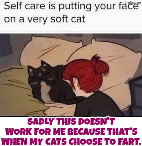 Mine Fart If I Try This | Sadly this doesn't work for me because that's when my cats choose to fart. | image tagged in cats,funny cats,farting,fart in face,self care,trolls | made w/ Imgflip meme maker