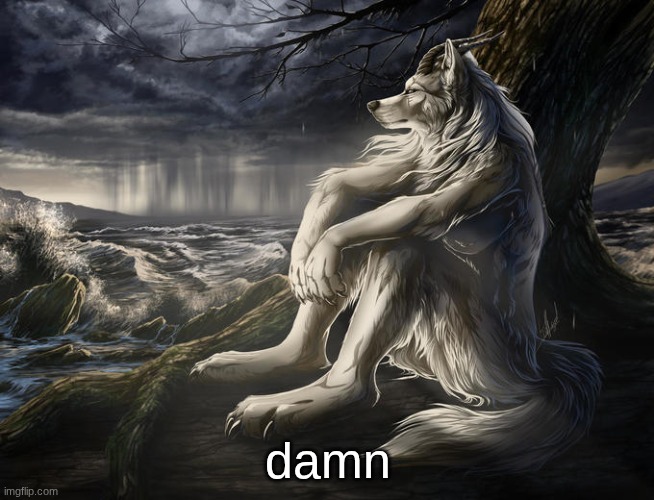 lone wolf | damn | image tagged in lone wolf | made w/ Imgflip meme maker