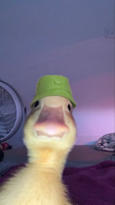 duck wid hat Blank Meme Template