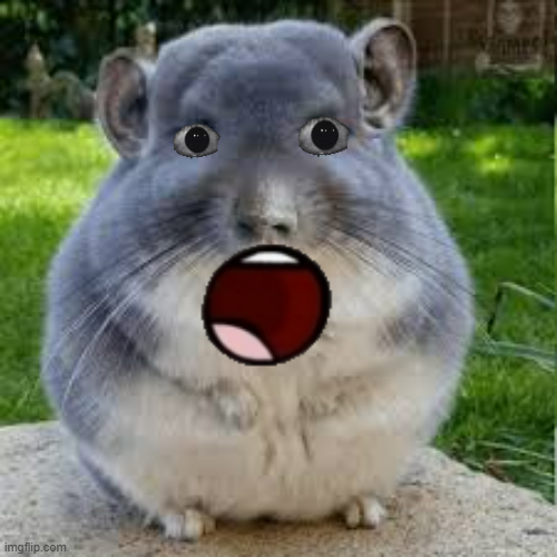 Surprised Chinchilla Blank Meme Template