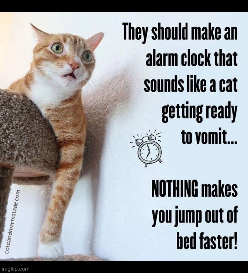 That’s the truth! | image tagged in cats,alarm clock,vomit,jump out of bed,realistic sounds | made w/ Imgflip meme maker