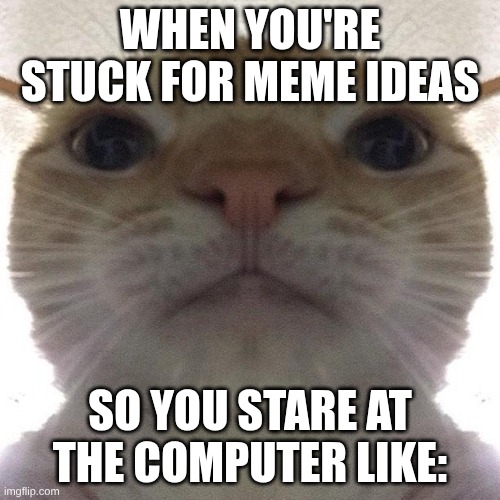 sometimes you dont have a single idea for a meme | When you're stuck for meme ideas; so you stare at the computer like: | image tagged in staring cat/gusic,memes | made w/ Imgflip meme maker